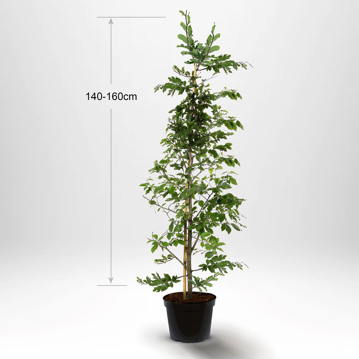 Bøk, Pottedyrket, 140-160 cm med støtte, Co 5-10